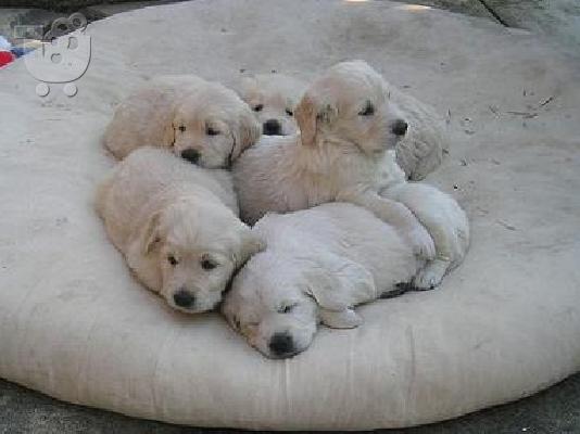 PoulaTo: labrador-griffon